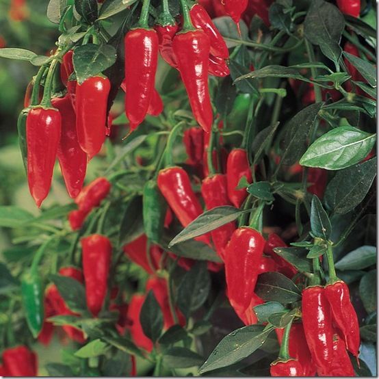 Chilli 'Apache'