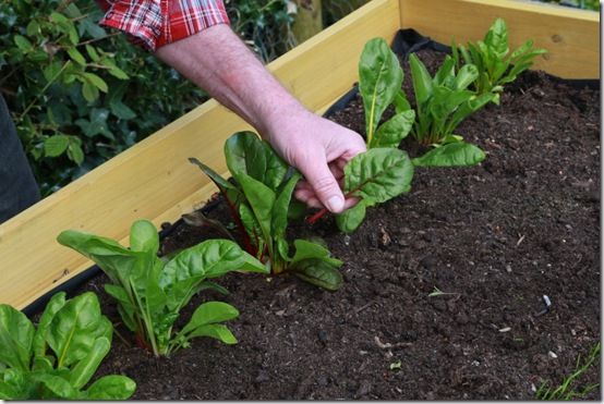 Picking the first chard