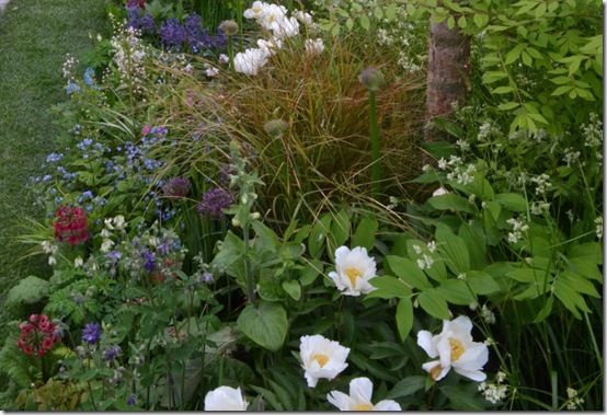 shade loving plants