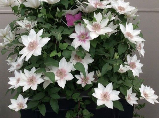 Clematis Corinne 