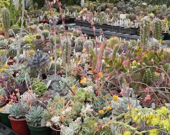 How to Grow Cacti & Succulents