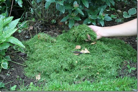 Grass clippings as mulch 1