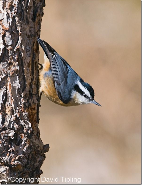 Red-breasted Nuthatch Sitta canadensis New Mexico USA January