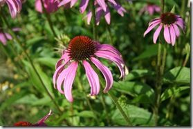 Echinacea landscape