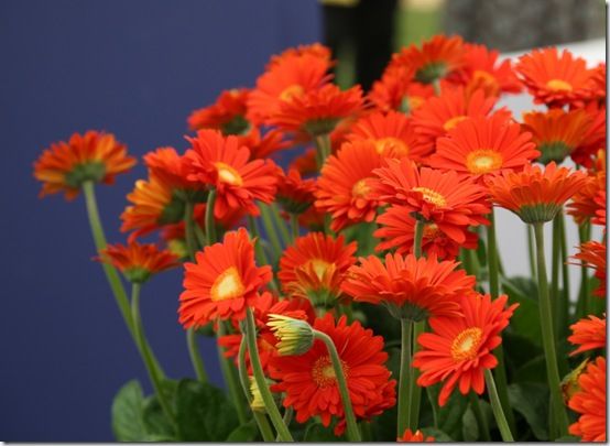 6 Gerbera Garvinea Sweet Glow