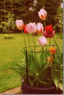 07436 Garden Hoop in situ