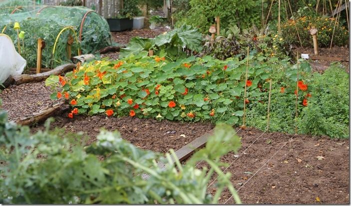 9 Nasturtiums