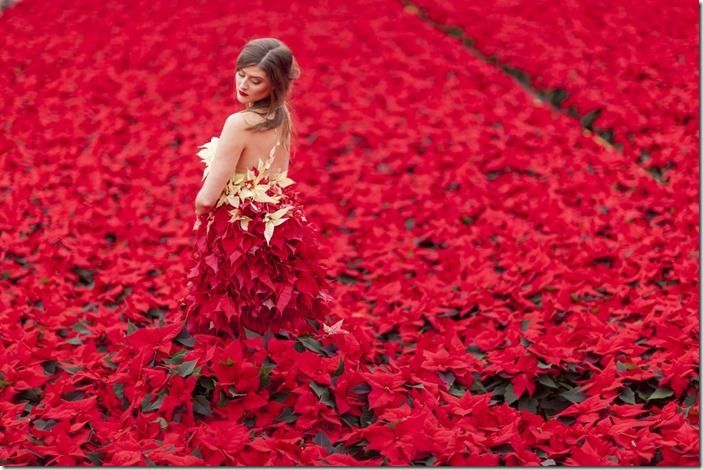 2 In a sea of poinsettias