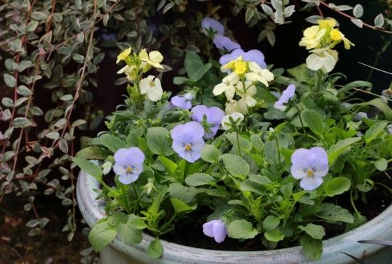 Violas and Wallflowers
