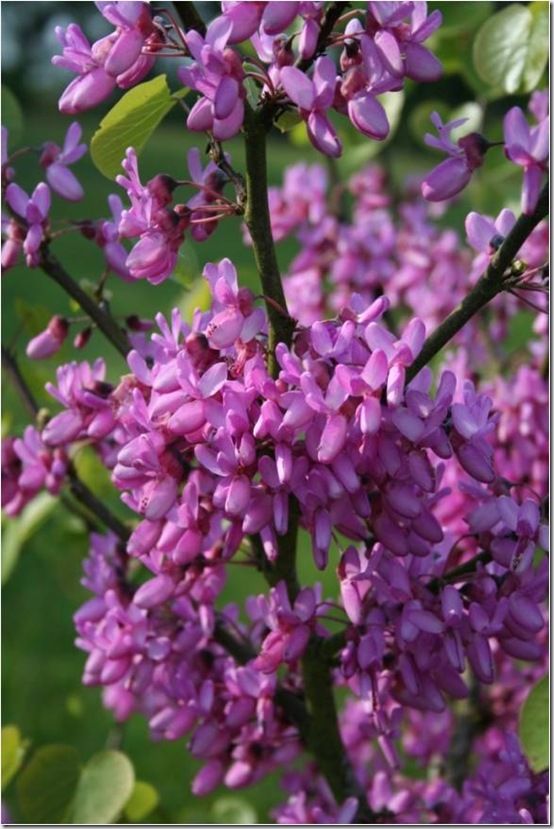 Cercis siliquastrum 'Bodnant'