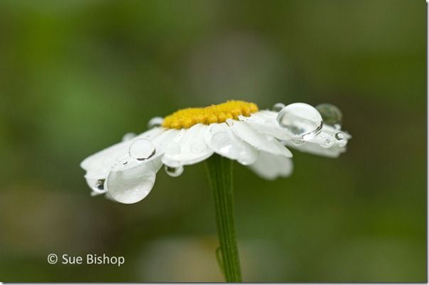 daisy with raindrops