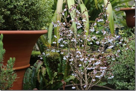 Shrubs in pots