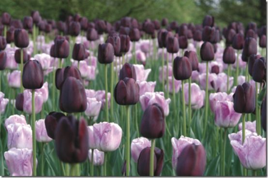 Tulipa ‘Queen of Night’ (deep purple/nearly black Single Late Tulip); Tulipa ‘Shirley’ (Triumph Tulip)                           