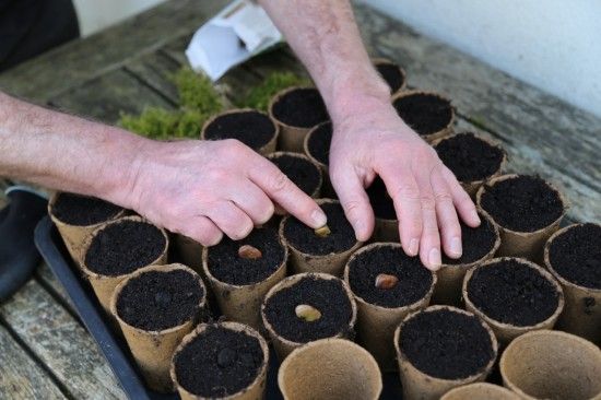 10 Sowing broad beans