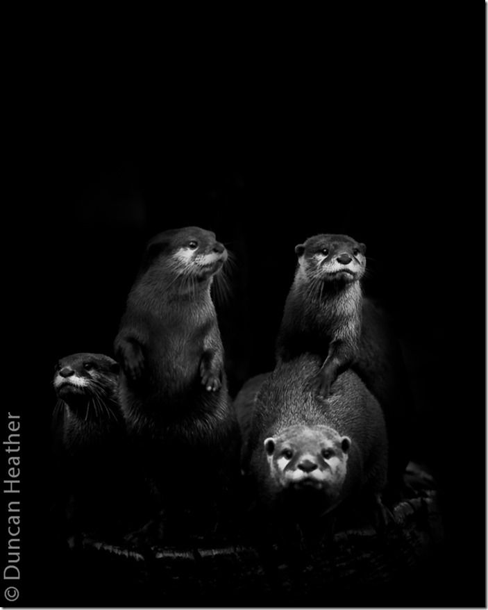 European Otter European Otter