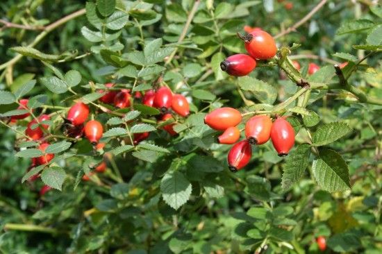 9 Rosa canina hips (1280x853)