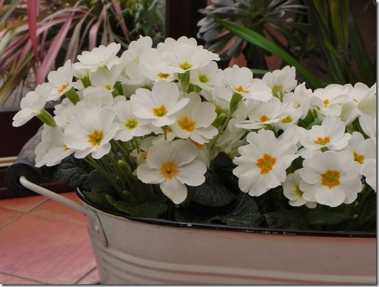 4 Primrose 'Heritage' indoors