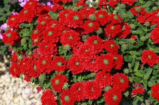 8 Verbena Endurascape Red (800x533)