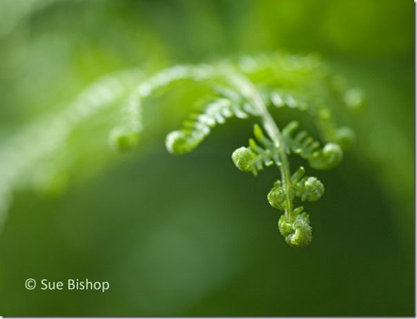 Sue Bishop's Flower Photography Course