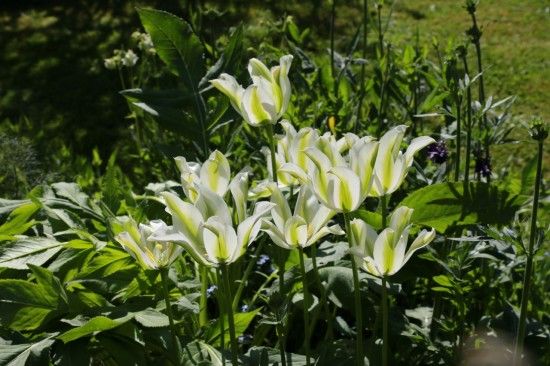 Tulipa 'Spring Green'