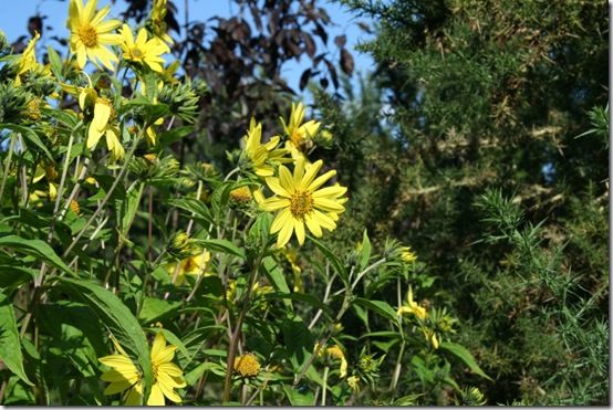 Helianthus 'Lemon queen'