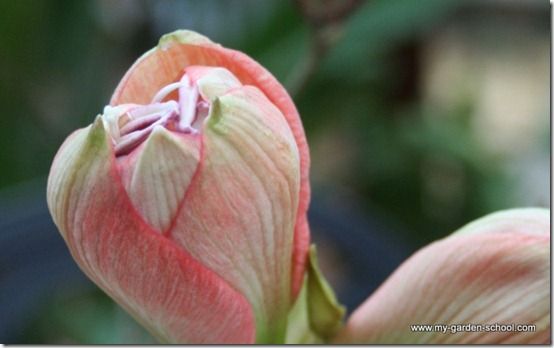 Amaryllis bud (2)