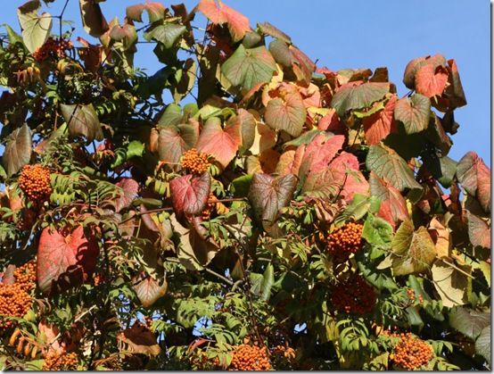 Vitis coignettiae 