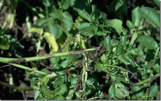 Potato Blight