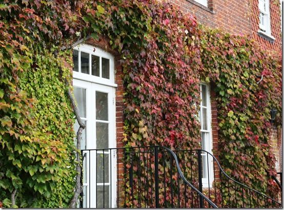 Parthenocissus tricuspidata 