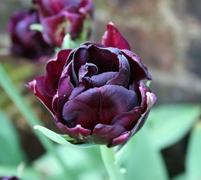 8 Tulipa 'Black Hero' (1024x920)