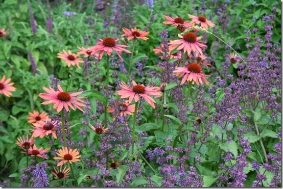 Echinaceas and salvias 