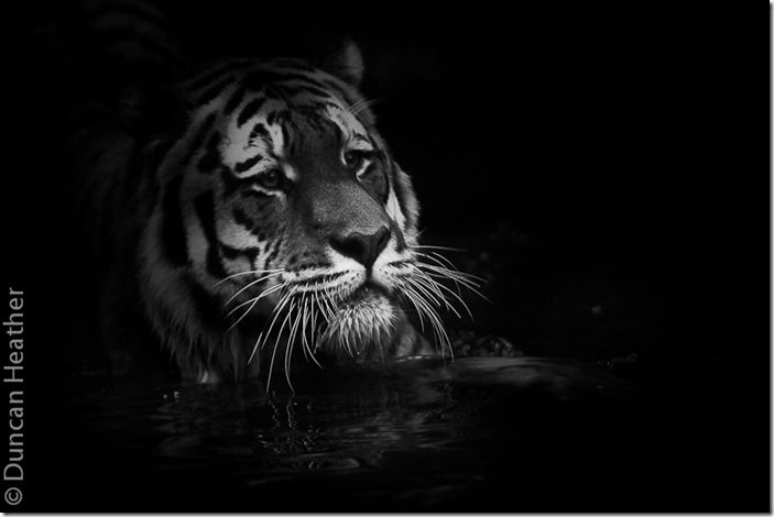 Tiger Tiger