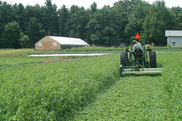 2 Big scale green manure