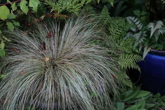 10 Carex 'Frosted Curls'