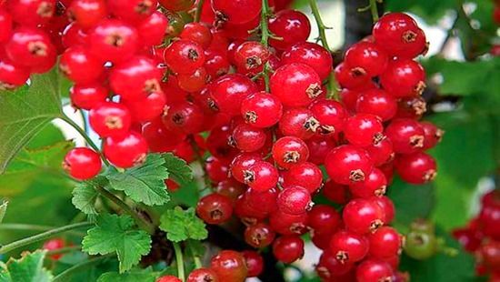 Redcurrants, How To Grow Soft Fruit