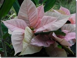 Soft salmon poinsettia