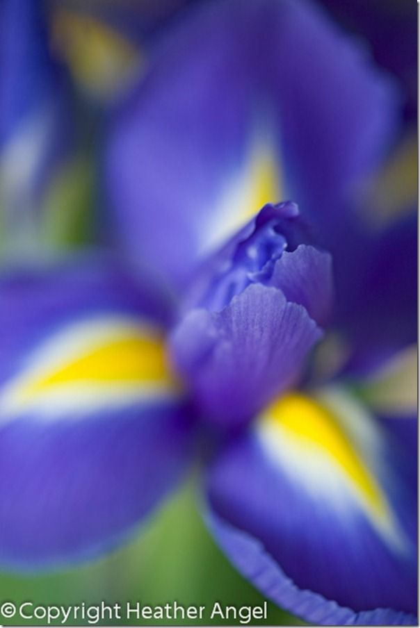 Dutch iris with minimal fcous