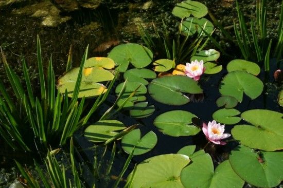 5 Water lilies and water soldiers (800x533)