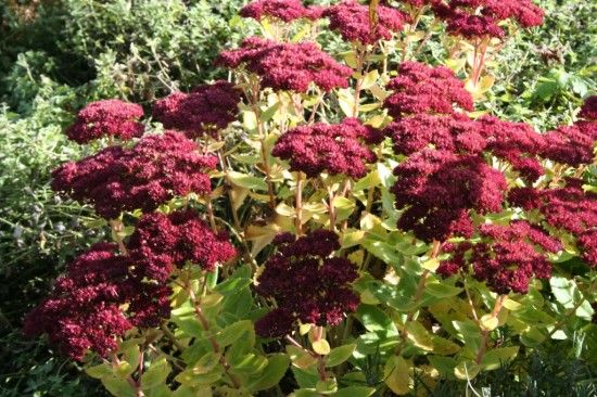 Sedum 'Herbstfreude'