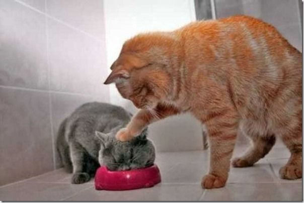 Perfectly Timed, Animal, Photography, Photos, Images, Best, 