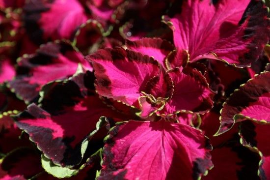 5 Coleus Chocolate Covered Cherry (800x533)