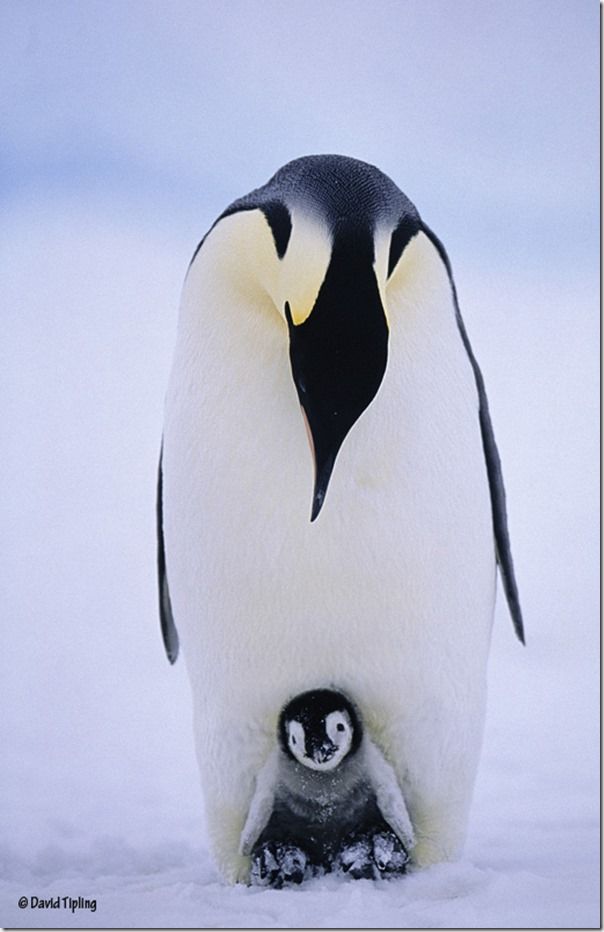 New life in one of Earth's harshest environments. A young Emperor chick balanced on its parents feet peers out on to a world of snow and ice, David Tipling, Penguins: Close Encounters, Photography, Bird Photography, Wildlife Photography, Penguins