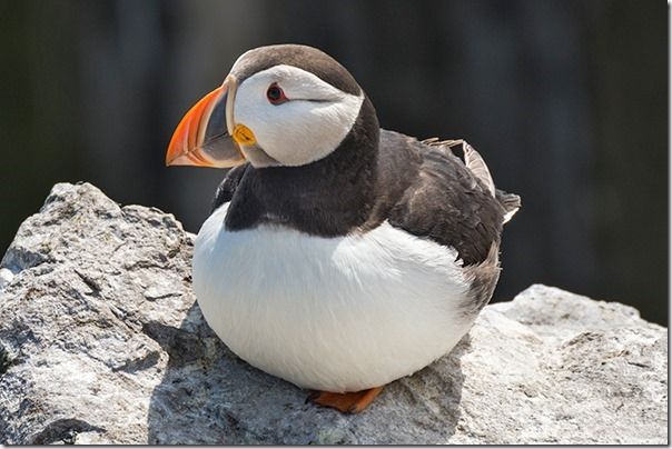 Puffin roosting on a sea cliff on Inner Farne in Northumberland, England, Bridge Cameras, Panasonic DMC-FZ72, Sony DSC-HX300, super zoom, buying, full frame, APS-C, camera, 1200mm lens, 800mm lens, point and shoot,