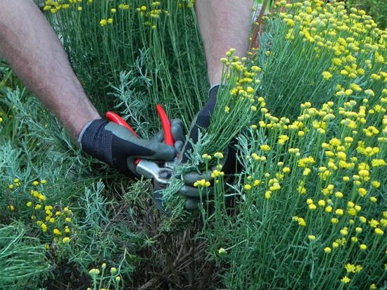 2 Summer pruning santolina