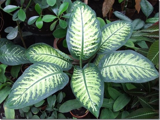 Dieffenbachia