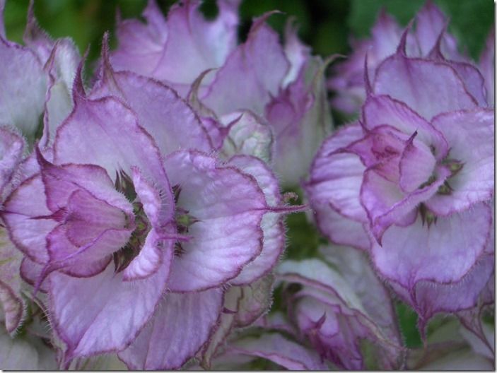 Salvia sclarea var.turkestanica