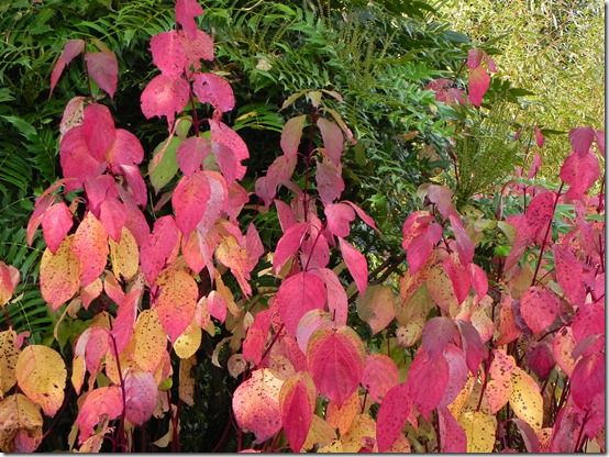 Cornus alba 'Sibirica' 