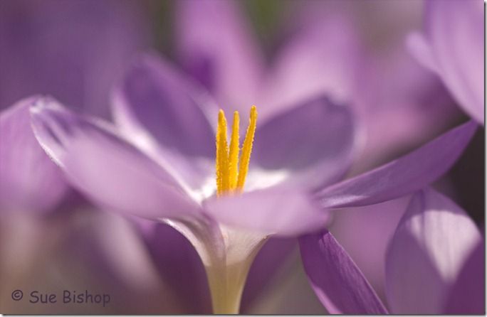 crocus 2