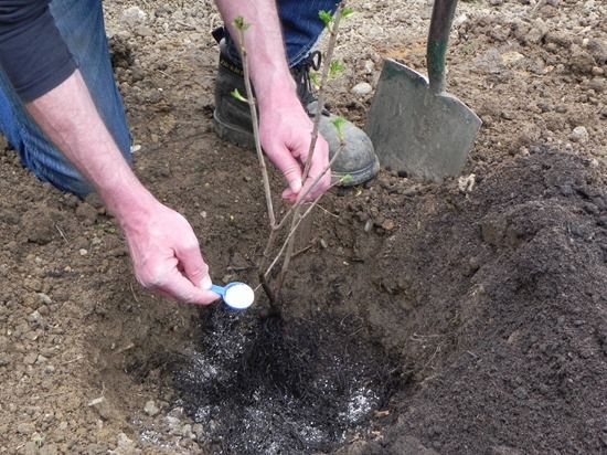 5 Planting a bare-root shrub