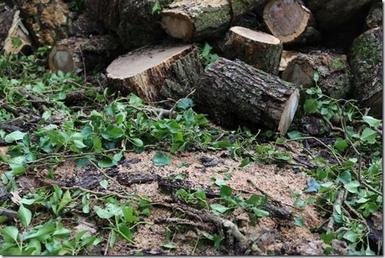 logs and sawdust